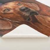 Rhodesian Ridgeback Porträt Sherpadecke (3/4)