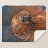 Rhodesian Ridgeback Porträt Sherpadecke (Vorderseite (Horizontal))