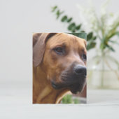 Rhodesian Ridgeback Postcard Postkarte (Stehend Vorderseite)