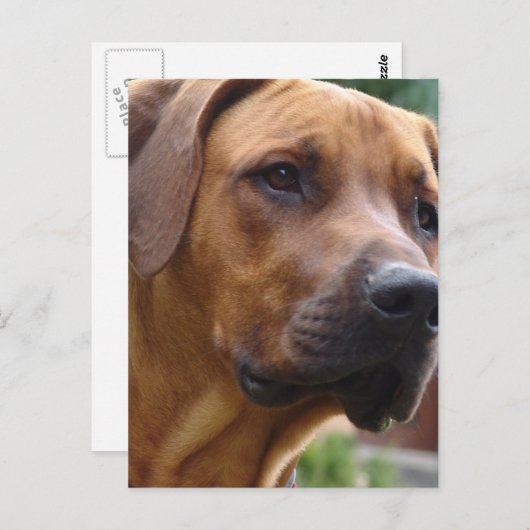 Rhodesian Ridgeback Postcard Postkarte (Vorne/Hinten)