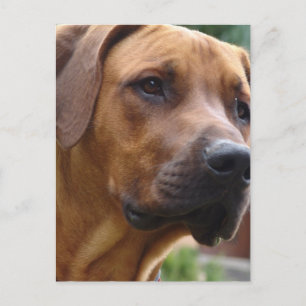 Rhodesian Ridgeback Postcard Postkarte
