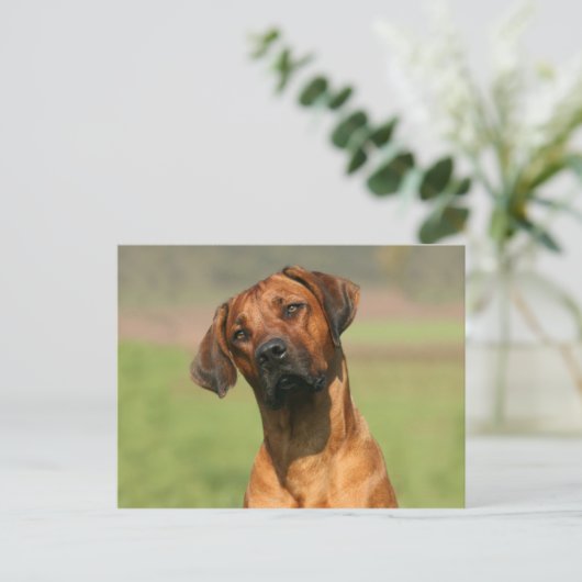 Rhodesian Ridgeback Postcard Postkarte (Stehend Vorderseite)