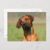 Rhodesian Ridgeback Postcard Postkarte (Vorne/Hinten)