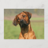 Rhodesian Ridgeback Postcard Postkarte (Vorderseite)