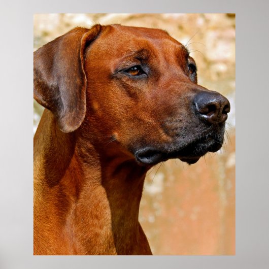 Rhodesian ridgeback poster (Vorne)