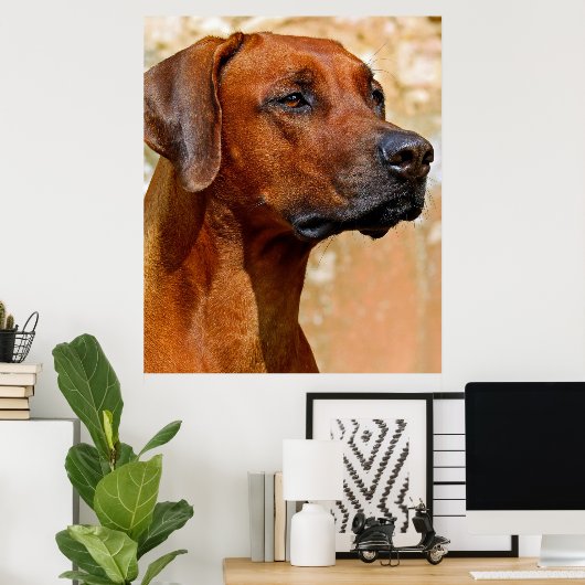 Rhodesian ridgeback poster (Heimbüro)