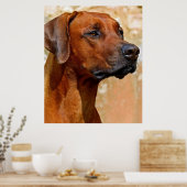 Rhodesian ridgeback poster (Küche)