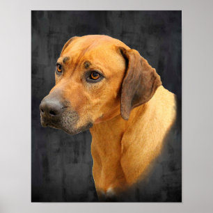 Rhodesian Ridgeback Poster