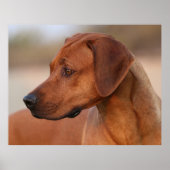 Rhodesian Ridgeback Poster (Vorne)