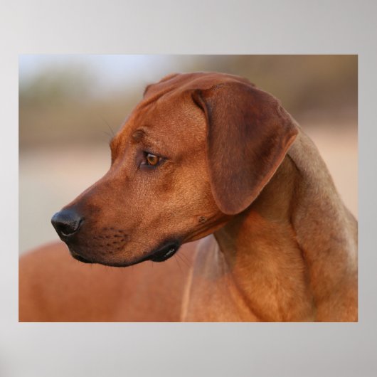 Rhodesian Ridgeback Poster (Vorne)