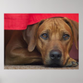 Rhodesian Ridgeback Poster (Vorne)