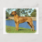Rhodesian Ridgeback Postkarte (Vorderseite)