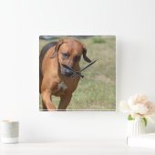 Rhodesian Ridgeback Prancing Quadratische Wanduhr (Zuhause)