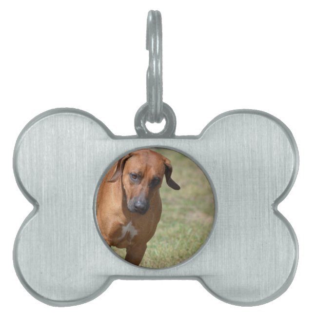 Rhodesian Ridgeback Prancing Tiermarke (Vorderseite)