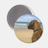 Rhodesian Ridgeback Products Magnet (Vorderseite/Rückseite)
