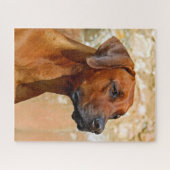 Rhodesian Ridgeback Puzzle (Horizontal)