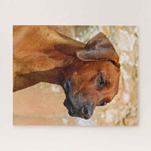 Rhodesian Ridgeback Puzzle (Horizontal)