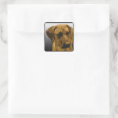 Rhodesian Ridgeback Quadratischer Aufkleber (Tasche)