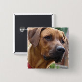 Rhodesian Ridgeback quadratisches Button (Vorne & Hinten)