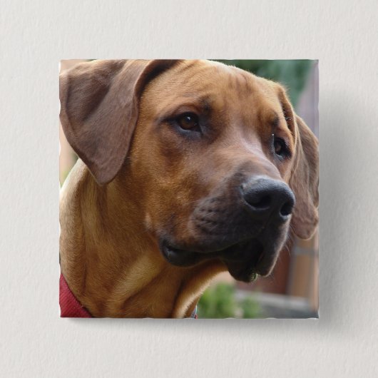 Rhodesian Ridgeback quadratisches Button (Vorderseite)