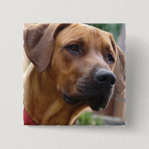 Rhodesian Ridgeback quadratisches Button