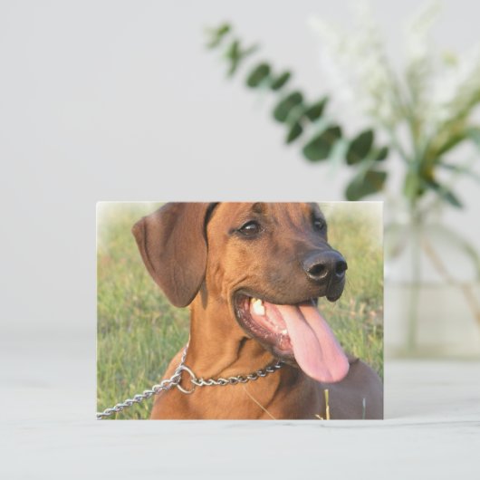 Rhodesian Ridgeback Rescue Postcard Postkarte (Stehend Vorderseite)