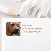 Rhodesian Ridgeback Rücksendeadresse (Insitu)