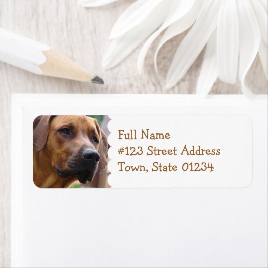 Rhodesian Ridgeback Rücksendeadresse (Insitu)