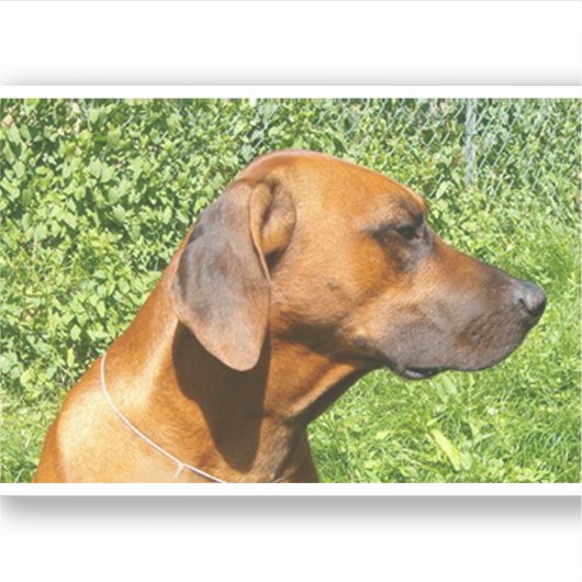 rhodesian ridgeback Second Aufkleber (Vorderseite)