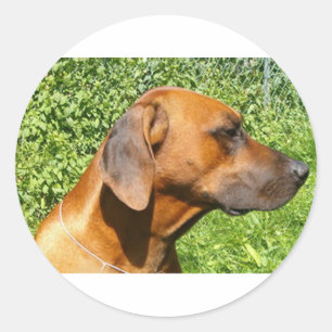 rhodesian ridgeback Second Runder Aufkleber