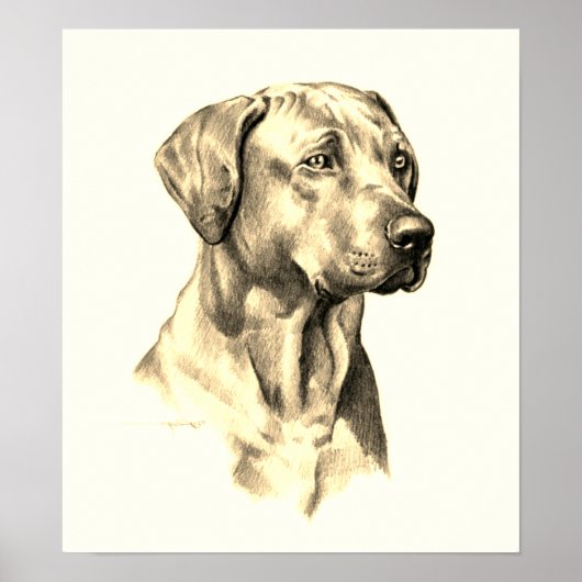 Rhodesian Ridgeback sketch poster (Vorne)