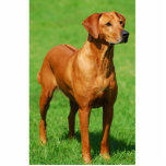 Rhodesian Ridgeback Skulptur Freistehende Fotoskulptur<br><div class="desc">Ein Rhodesian Rigeback schnitt Skulptur auf Acrylstand heraus.</div>