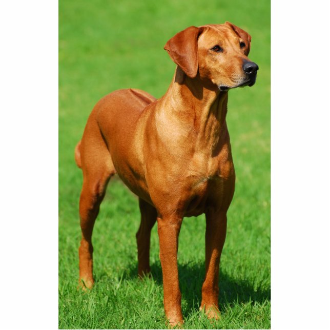 Rhodesian Ridgeback Skulptur Freistehende Fotoskulptur (Vorne)