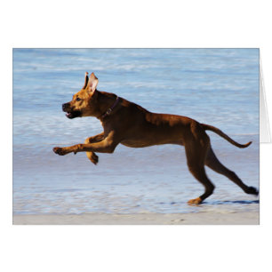 Rhodesian Ridgeback - Sprung