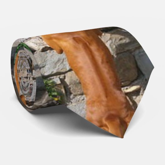 rhodesian ridgeback standing.png krawatte (Gerollt)