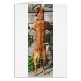 rhodesian ridgeback stehend