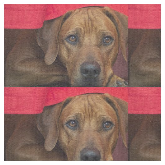 rhodesian-ridgeback stoff (Nahaufnahme)
