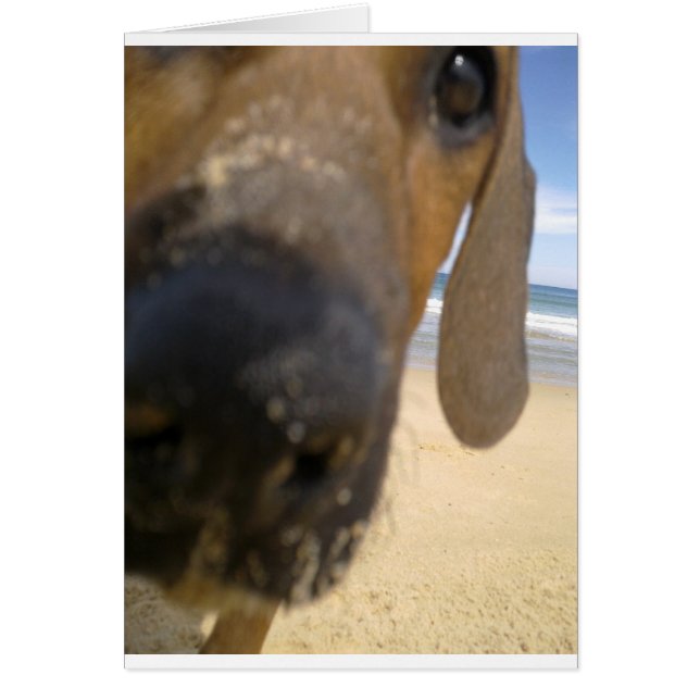 Rhodesian Ridgeback Stuff (Vorne)