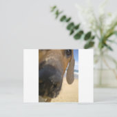 Rhodesian Ridgeback Stuff Postkarte (Stehend Vorderseite)