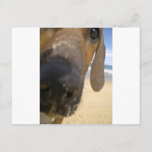 Rhodesian Ridgeback Stuff Postkarte