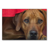 Rhodesian-ridgeback Tischnummer (Vorderseite)