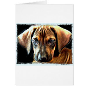 rhodesian ridgeback Welpe