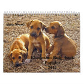 Rhodesian Ridgeback Welpen 2012 Kalender (Titelbild)