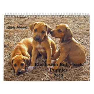 Rhodesian Ridgeback Welpen 2012 Kalender
