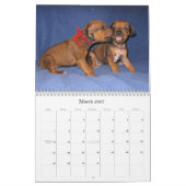 Rhodesian Ridgeback Welpen 2013 Kalender (Mär 2027)