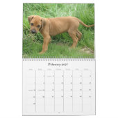 Rhodesian Ridgeback Welpen 2013 Kalender (Feb 2027)