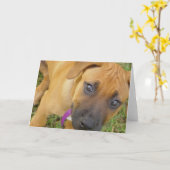 Rhodesian Ridgeback Welpen-Gruß-Karte Karte (Gelbe Blume)