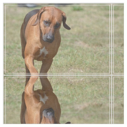 Rhodesian tänzelndes Ridgeback Stoff (Nahaufnahme)