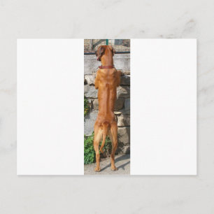 rhodesisches Rassenack stehend Postkarte