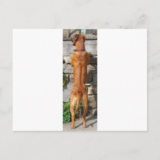 rhodesisches Rassenack stehend Postkarte (Vorderseite)